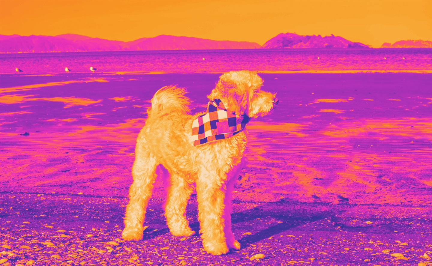 Animal healing made easy