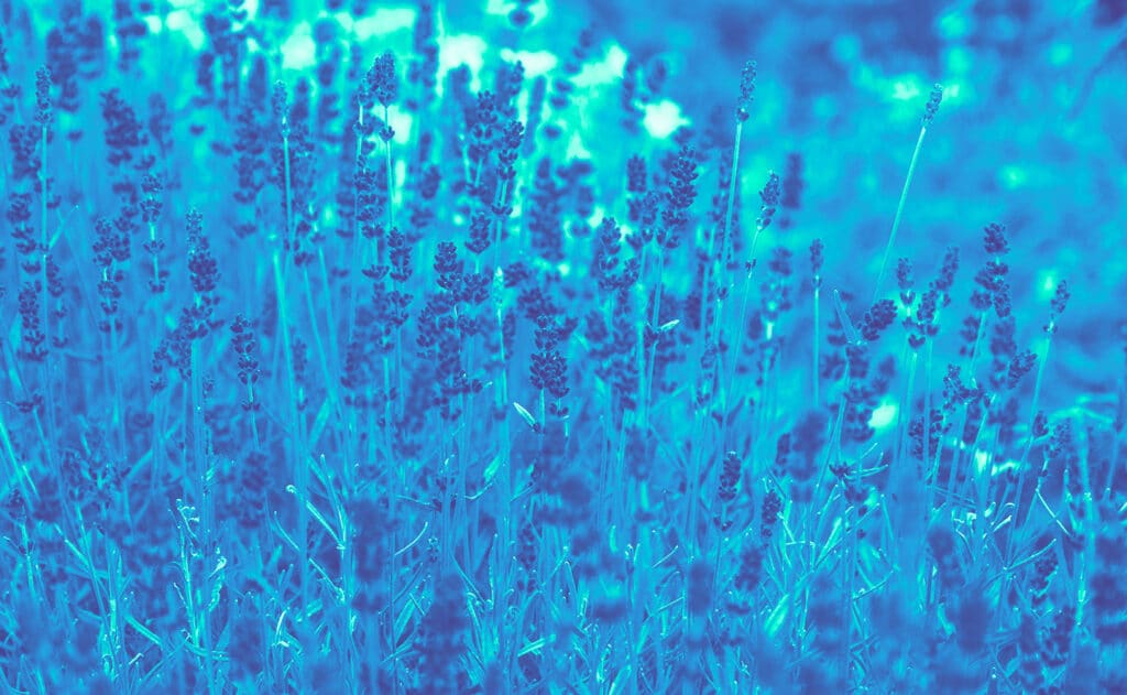 Heal the healer using lavender to soothe the soul.