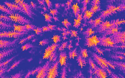 Why allergies are on the rise – and what’s really causing it